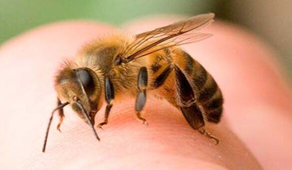 Τσίμπημα μέλισσας - ένας ακραίος τρόπος μεγέθυνσης του φαλλού
